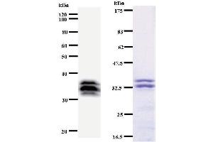 Image no. 2 for anti-V-Myb Myeloblastosis Viral Oncogene Homolog (Avian)-Like 2 (MYBL2) antibody (ABIN933092)