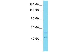 Image no. 1 for anti-Tetratricopeptide Repeat Domain 7A (TTC7A) (N-Term) antibody (ABIN2783535)