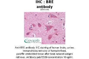 Image no. 1 for anti-Brain and Reproductive Organ-Expressed (TNFRSF1A Modulator) (BRE) (AA 9-338) antibody (ABIN1732402)