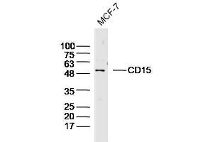 Image no. 3 for anti-Fucosyltransferase 4 (Alpha (1,3) Fucosyltransferase, Myeloid-Specific) (FUT4) (AA 251-295) antibody (ABIN733193)
