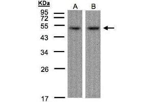 Image no. 2 for anti-Activating Transcription Factor 7 (AFT7) (C-Term) antibody (ABIN2855961)