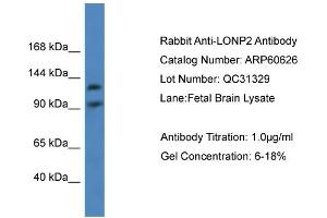 Image no. 2 for anti-Lon Peptidase 2, Peroxisomal (LONP2) (C-Term) antibody (ABIN2788516)