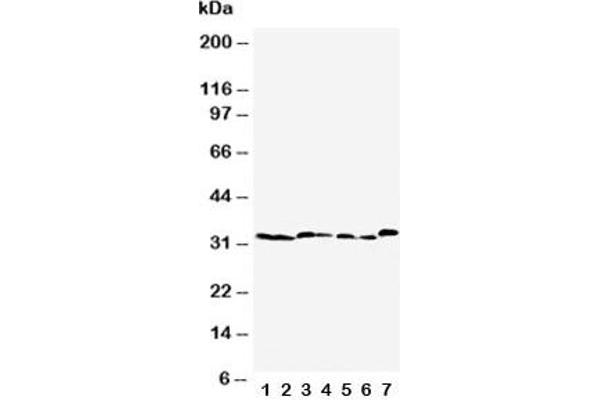 Caspase 6 antibody  (AA 7-27)