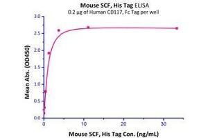 Immobilized Human CD117, Fc Tag (Cat# CD7-H5255) at 2 μg/mL (100 μl/well) can bind Mouse SCF, His Tag (Cat# SCF-M5228) with a linear range of 0.
