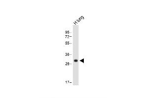 Image no. 4 for anti-Major Histocompatibility Complex, Class II, DP beta 1 (HLA-DPB1) (AA 77-105) antibody (ABIN657755)
