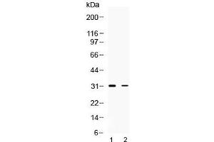 Image no. 1 for anti-Tumor Necrosis Factor-Inducible Protein 6 (TNFAIP6) (AA 46-91) antibody (ABIN5647620)