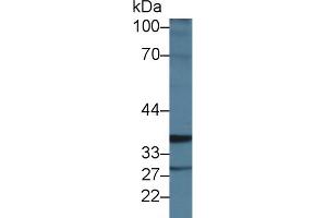 ICK antibody  (AA 1-284)