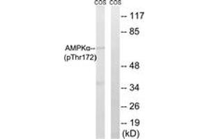 Western blot analysis of extracts from COS7 cells, using AMPK alpha (Phospho-Thr172) Antibody.