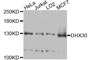 Image no. 1 for anti-DEAH (Asp-Glu-Ala-His) Box Polypeptide 30 (DHX30) antibody (ABIN4903481)