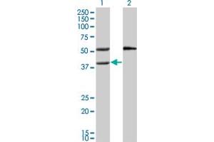Image no. 4 for anti-Mevalonate Kinase (MVK) (AA 297-396) antibody (ABIN518109)