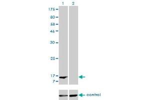 Western blot analysis of FABP1 over-expressed 293 cell line, cotransfected with FABP1 Validated Chimera RNAi (Lane 2) or non-transfected control (Lane 1).