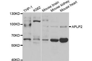 Image no. 3 for anti-Amyloid beta (A4) Precursor-Like Protein 2 (APLP2) antibody (ABIN1876643)
