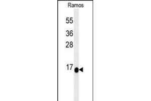 C1orf186 Antibody (C-term) (ABIN652144 and ABIN2840564) western blot analysis in Ramos cell line lysates (35 μg/lane).