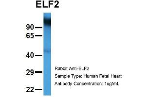 Image no. 1 for anti-E74-Like Factor 2 (Ets Domain Transcription Factor) (ELF2) (N-Term) antibody (ABIN1107084)