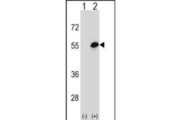 COCH antibody  (AA 399-428)