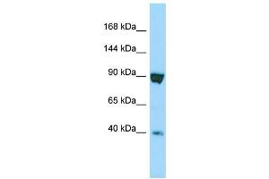 Image no. 1 for anti-Sperm Specific Antigen 2 (SSFA2) (C-Term) antibody (ABIN2790382)