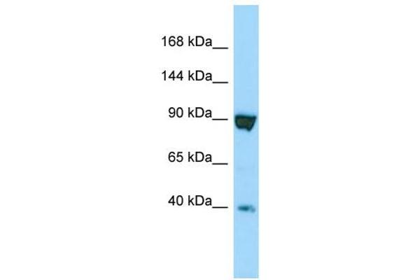 SSFA2 anticorps  (C-Term)