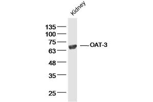 Image no. 2 for anti-Solute Carrier Family 22 (Organic Anion Transporter), Member 8 (SLC22A8) (AA 31-110) antibody (ABIN670821)