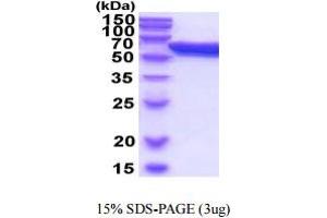 Image no. 1 for Protein Disulfide Isomerase Family A, Member 3 (PDIA3) (AA 25-505) (Active) protein (His tag) (ABIN6388060)