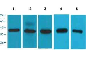 Image no. 2 for anti-Eukaryotic Translation Initiation Factor 4A1 (EIF4A1) (C-Term) antibody (ABIN5648889)