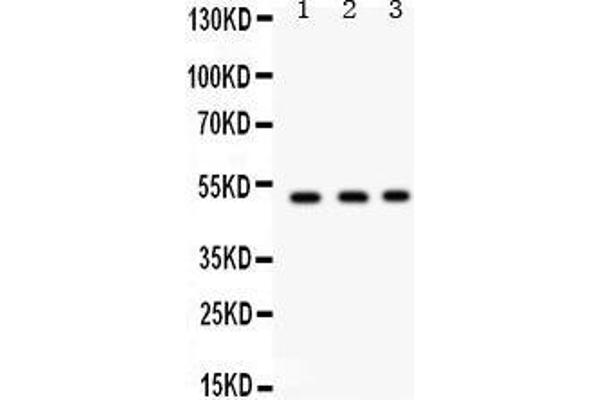 FUT1 antibody  (N-Term)