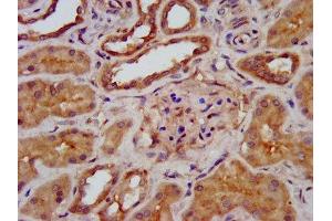 IHC image of ABIN7164441 diluted at 1:400 and staining in paraffin-embedded human kidney tissue performed on a Leica BondTM system.