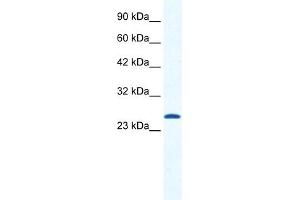 CACNG6 antibody  (N-Term)