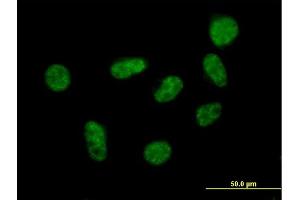 SART1 antibody  (AA 1-800)