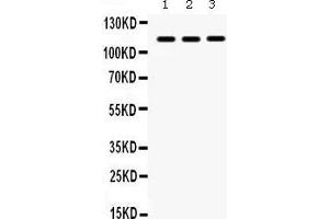 Integrin Alpha2b antibody  (C-Term)