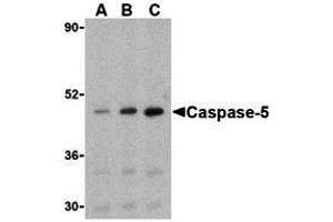 Image no. 2 for anti-Caspase 5, Apoptosis-Related Cysteine Peptidase (CASP5) (Middle Region) antibody (ABIN1030901)