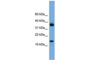 Image no. 1 for anti-Proline Rich 15 (PRR15) (C-Term) antibody (ABIN6745105)