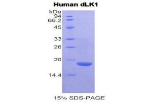 Image no. 1 for delta-Like 1 Homolog (Drosophila) (DLK1) (AA 177-326) protein (His tag) (ABIN1079365)