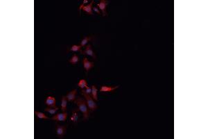 Image no. 1 for anti-Claudin 3 (CLDN3) antibody (ABIN6260865)