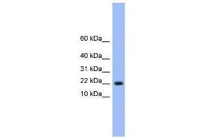 Image no. 1 for anti-NTF2-Related Export Protein 1 (NXT1) (N-Term) antibody (ABIN2774091)