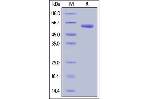 Image no. 2 for Immunoglobulin Superfamily, Member 11 (IGSF11) (AA 23-241) (Active) protein (Fc Tag) (ABIN6938885)