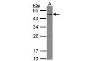 Image no. 1 for anti-serine/threonine/tyrosine Interacting-Like 1 (STYXL1) (AA 1-313) antibody (ABIN1501221)