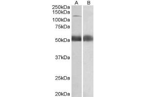 anti-Coatomer Protein Complex, Subunit alpha (COPA) (Internal Region) antibody