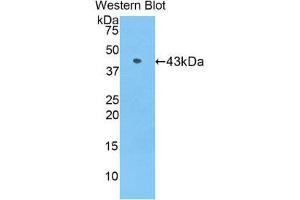 Image no. 1 for anti-Apolipoprotein A-IV (APOA4) (AA 21-382) antibody (ABIN1858045)