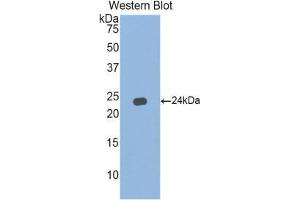 Image no. 1 for anti-Interferon, alpha 5 (IFNA5) (AA 24-189) antibody (ABIN1859267)