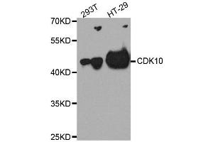 CDK10 anticorps  (AA 1-283)