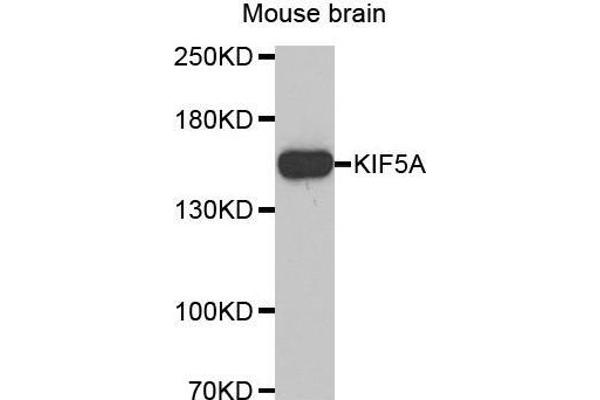 KIF5A 抗体  (AA 933-1032)