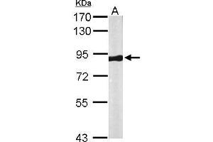 Image no. 6 for anti-Vacuolar Protein Sorting 35 (VPS35) (C-Term) antibody (ABIN2856562)