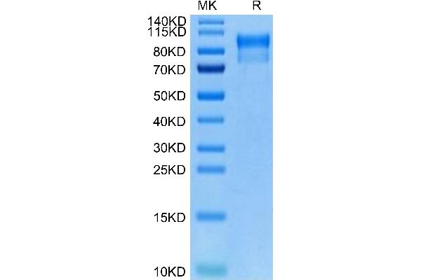 ERBB4 Protein (His-Avi Tag,Biotin)
