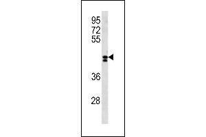 Image no. 1 for anti-Leucine Rich Repeat Containing 2 (LRRC2) (AA 71-97), (N-Term) antibody (ABIN1881510)