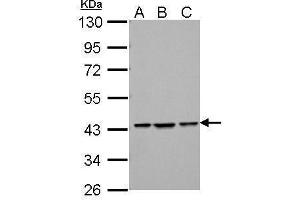 Image no. 3 for anti-Zinc Finger and BTB Domain Containing 24 (ZBTB24) (C-Term) antibody (ABIN2855876)