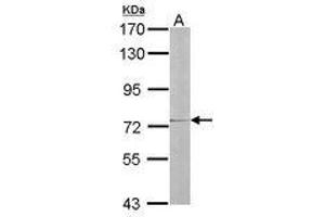 Image no. 1 for anti-Interleukin 17 Receptor D (IL17RD) (AA 286-501) antibody (ABIN467484)