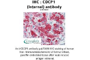 Image no. 1 for anti-CUB Domain Containing Protein 1 (CDCP1) (Internal Region) antibody (ABIN1732917)