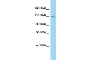 Image no. 1 for anti-Chromosome 2 Open Reading Frame 71 (C2orf71) (C-Term) antibody (ABIN2790519)