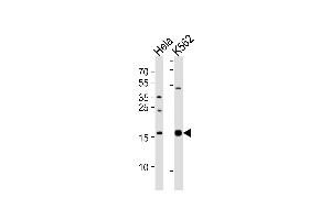 Western blot analysis of lysates from Hela, K562 cell line (from left to right), using IL1 Antibody (Center) (ABIN1538539 and ABIN2848454).