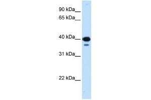 Image no. 1 for anti-Nuclear Transcription Factor Y, gamma (NFYC) (C-Term) antibody (ABIN927764)